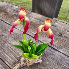 Lady slipper orchid (small)