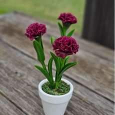 Carnations (small)