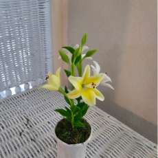 Lily flowers ($15)