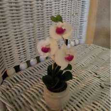 white orchid ( mini)