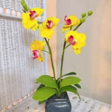 Phalaenopsis orchid (Midium) yellow, or purple