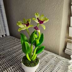Green Cattleya orchid (small)
