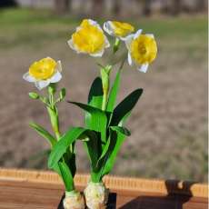 Daffodil (Midium)