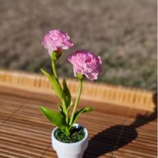 Carnations (mini)