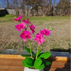 orchid (hot pink)