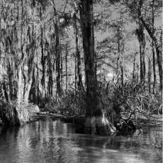 Black & White Louisiana Swamp