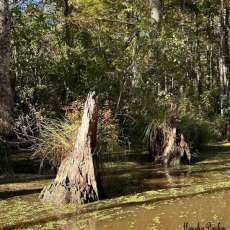 Louisiana Swamp Stump with Flowers