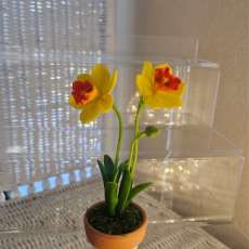 Daffodil (size $10)