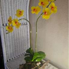 Yellow Phalaenopsis Orchids