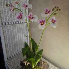 Mitonia Orchids (white and pink)