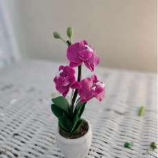 purple orchid (mini)