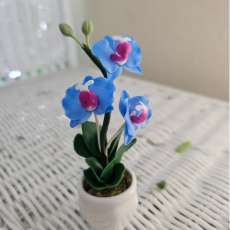 Blue orchid (mini)