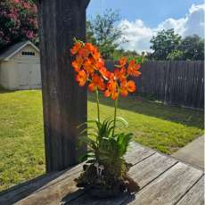 Orange Vanda Orchids