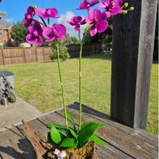 Purple Phalaenopsis orchid