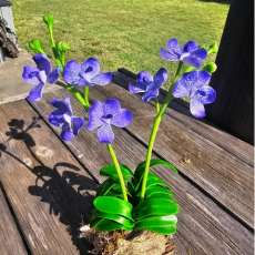Vanda orchid ( Purple)