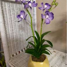 Vanda orchid ( Purple)