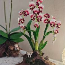 Dancing Lady Orchid