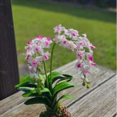 Rhynchostylis gingantea