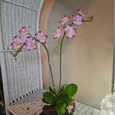 Butterfly orchid