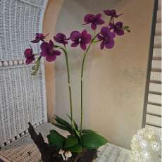 Phalaenopsis orchid (dark purple)