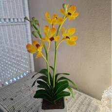 Mokara orchid orange