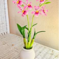 Mitonia orchid (Pink or purple)