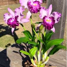 Cattleya Orchids
