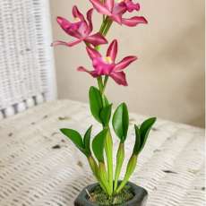 Orchids