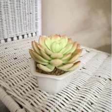 Cactus (light green)