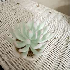 Cactus (17)