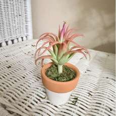 Cactus (12)