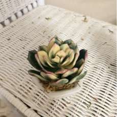 Cactus (dark green)