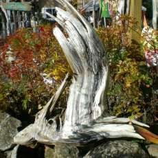 driftwood Tern