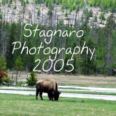 Yellowston Bison