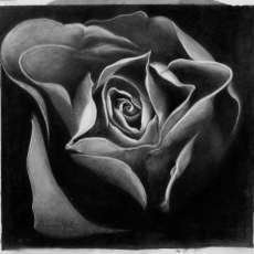 "A Simple Rose"