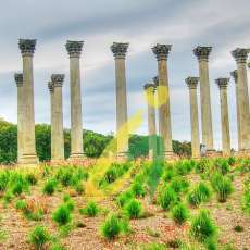 Capitol Pillars at the DC National Arboretum