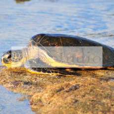 Honu, Hawaiian Grren Sea Turtle