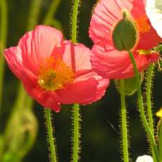 Twin Poppies