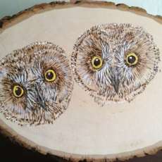 Owl Chicks