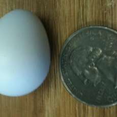 18 Bobwhite Egg Shells - Drained/Cleaned