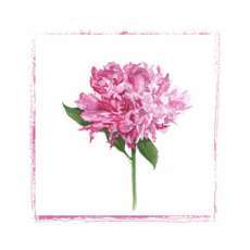Pink Peony Square Note/Greeting Cards Set