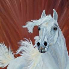 Beautiful White Arabian Stallion Original