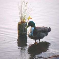 Duck Standing On Water